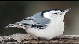 I DON'T LIKE TO SHARE! NUTHATCH TRYING TO INTIMIDATE OTHER BIRDS FROM USING THE BIRD BATH, HE FAILS.