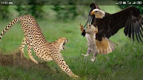 Big Mistake Eagle Provoked Baby Leopard And The Unexpected | Mother Leopard Fail To Save Her Baby