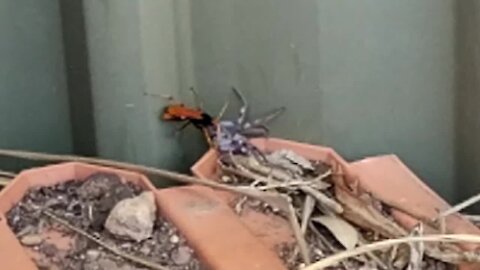Wild Australia: Spider wasp takes on huntsman spider