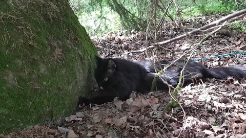 Milla the cat refusing to go home from the forest, so today's video is late