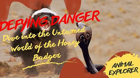 Defying danger: Dive into the Untamed World of the Honey Badger