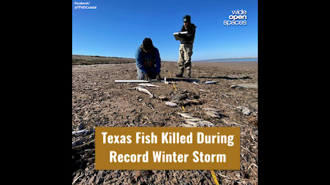 Texas Fish Killed During Record Winter Storm