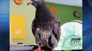 Peoria bird rescue seeks owner of bedazzled vest-clad pigeon
