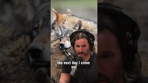 Surviving a Wolf Encounter in the Wild with Donnie Vincent - Joe Rogan Experience