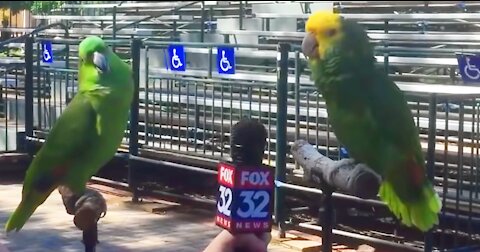 Singing Talking Laughing Funny Smart Clever #Parrots Viral Video Compilations