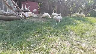 Goose and dog engage in epic game of tag