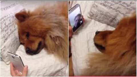 Chow-Chow carente conversa com dona por FaceTime