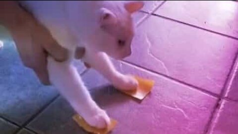 Des post-it sur les pattes, ce chat se dandine étrangement