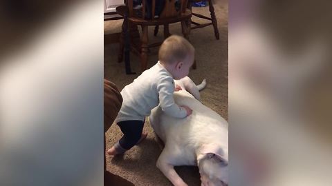 A Baby Boy Falls Over A Dog When It Rolls Over