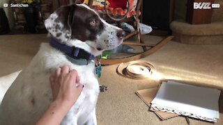 Dog doesn't let owner stop petting her