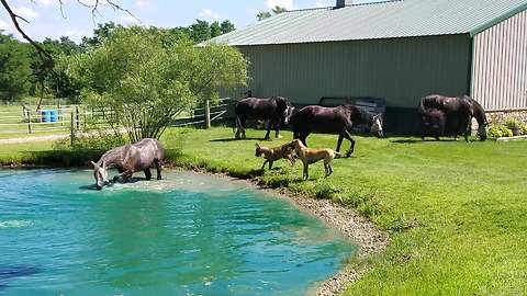 Great Danes Watch Horses Splash In A Pond, Want In On The Fun