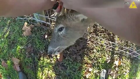 Deer Rescued! #shorts