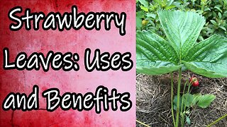 Strawberry Leaves: Uses and Benefits