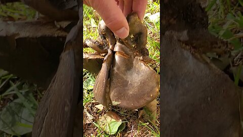 Mushrooms Eating Tree Roots? #mushroomhunting