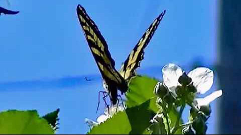 IECV NV #110 - 🦋 Western Tiger Swallowtail Butterfly 6-21-2015