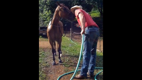 Allie the Wonder Horse gets a bath at Liberty