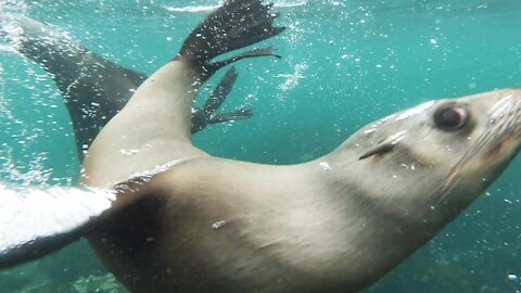 Seals Swimming Underwater 4k