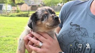 Louie's Legacy takes in animals from areas hit by hurricane