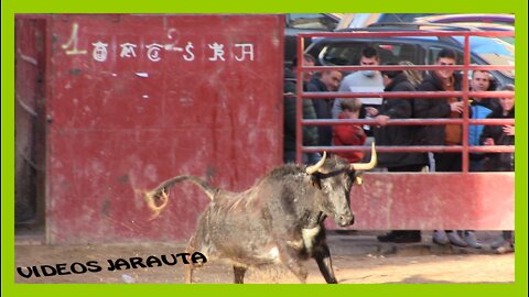 ILLUECA ( ZARAGOZA ) TARDE VACAS EN PLAZA ( DOMINGO 13 MARZO 2022 ) EL RUISEÑOR