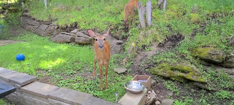 Two young female deer come for a visit