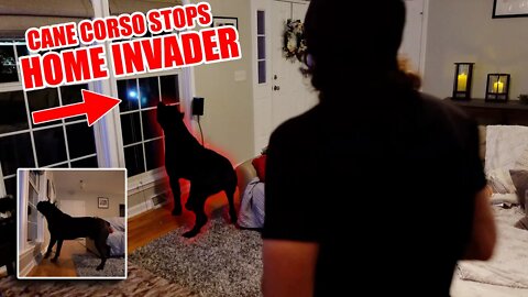 Cane Corso Stops HOME INVASION - HALLOWEEN Special
