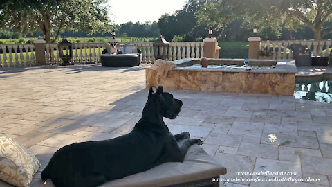 Happy Black And Harlequin Great Danes Enjoy Relaxing Poolside