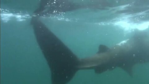 Basking Shark - Interesting facts about Breaching Basking Sharks-5