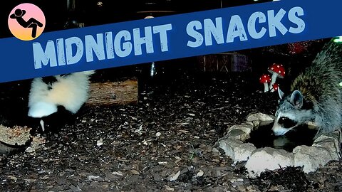 Skunk & Raccoon - Dinner Together