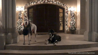 Well-dressed Great Danes celebrate New Year's Eve