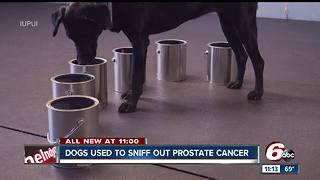 Dogs used to sniff out prostate cancer