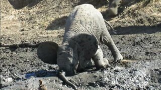 Adorable baby elephant rubs its face in the mud