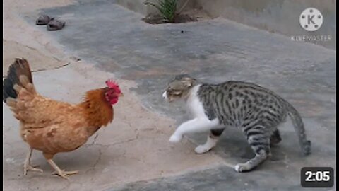 Rooster Vs Cat real fight