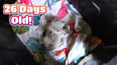 Misha's Kittens Are 26 Days Old! 😻 #Misha #KittenDevelopment #26DaysOld