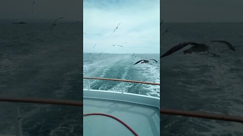 Birds flying at sea on Dolphin Sportfishing!