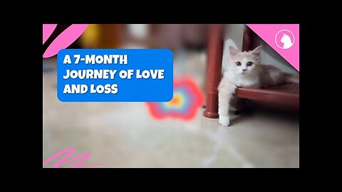 Remembering Reo, Our Playful Kitten | A 7-Month Journey of Love and Loss