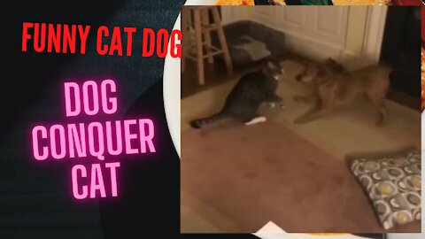 FUNNY DOGCAT DOG CONQUER CAT