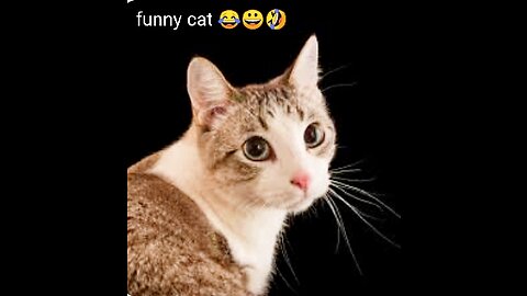 Funny 😂 cat 😺 video 😂😀