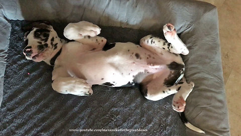 Lazy Great Dane puppy refuses to get out of bed