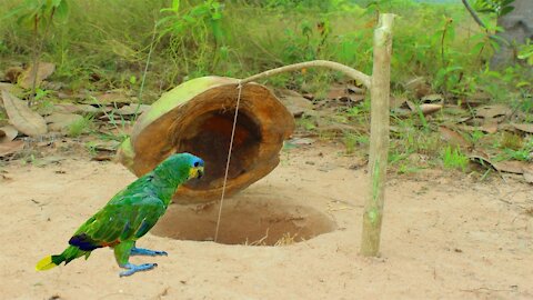 Creative Unique Underground Parrot Trap Make From Coconut Bark & Wood That Work 100%