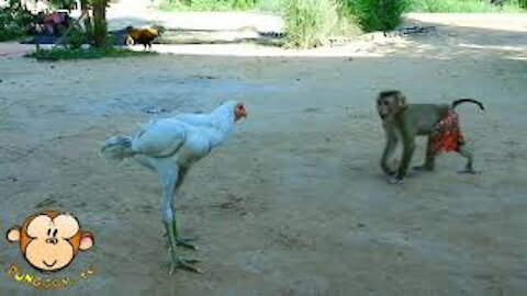 😊😂 Fighting and delightful playful young monkey with chicken and rooster😂😊