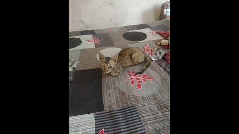 Indian beautiful cat video