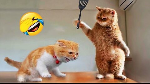 Funniest Animals 2023😂 New Funny Cats and Dogs video🐶🐱