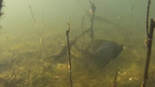 Ultra CLEAR Underwater CRAPPIE Fishing 2017 - Wisconsin