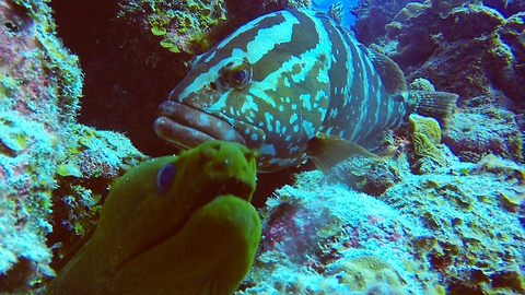 Extremely rare and intelligent animal communication: Eel and grouper hunt together