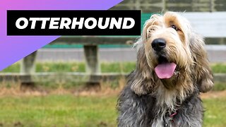 Otterhound 🐶 One Of The Rarest Dog Breeds In The World #shorts