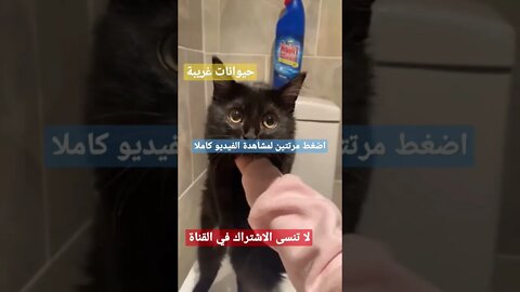 cute pets حياوانات لطيفة