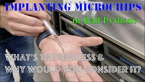 Implanting Microchips in Ball Pythons! What's the process and why would you consider it?