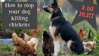 PART 2 What to do when your dog attack or kill the chickens