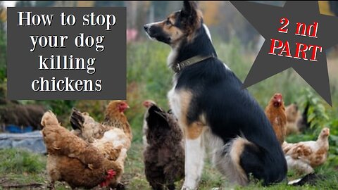 PART 2 What to do when your dog attack or kill the chickens