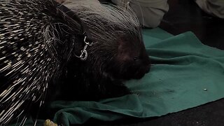 Priscilla Porcupine from Palm Beach Zoo